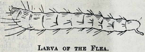 A Sprightly Acrobat: The Ubiquitous Pulex Irritans.