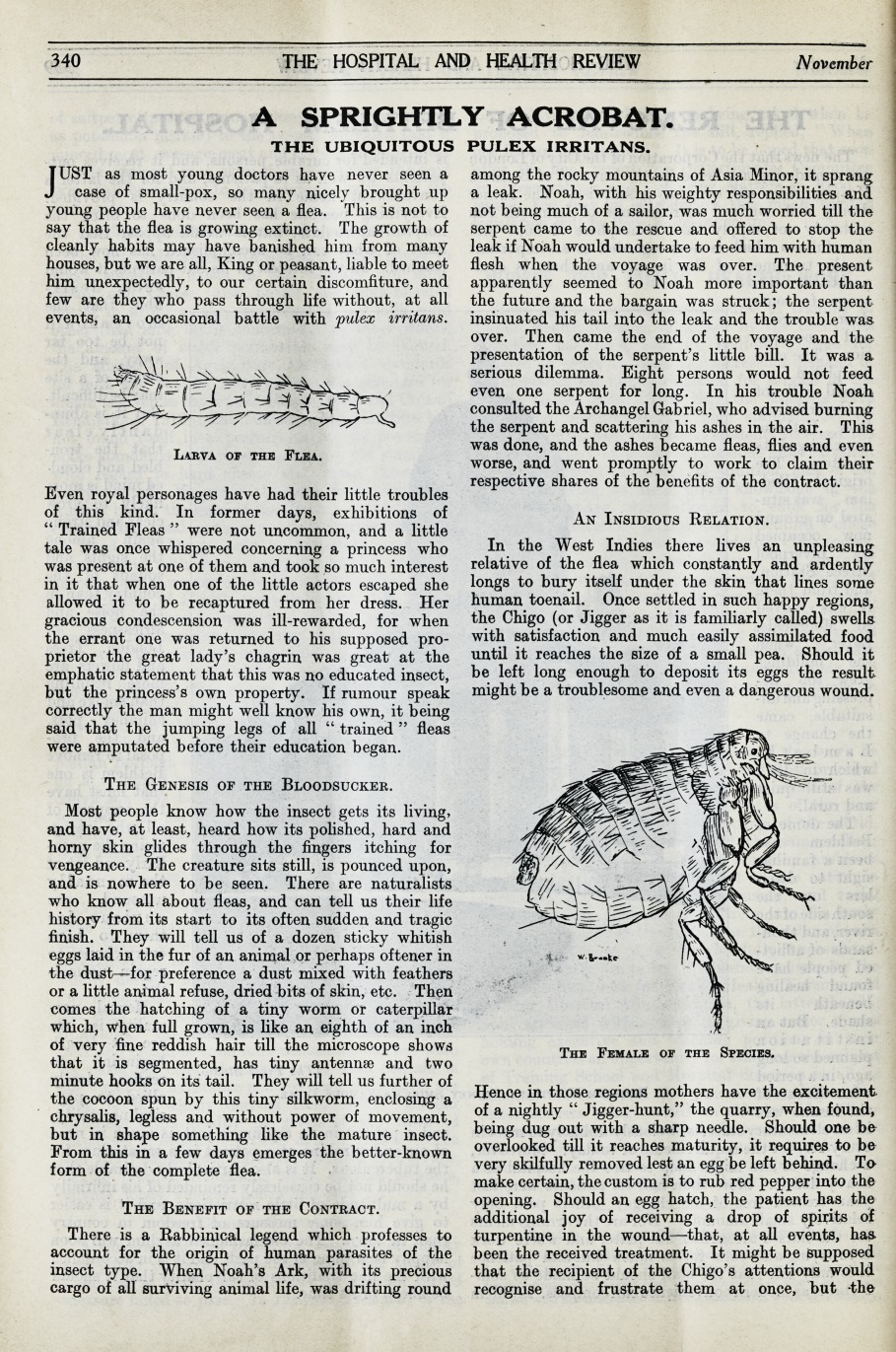 A Sprightly Acrobat: The Ubiquitous Pulex Irritans.