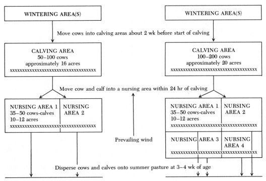 The Control of Acute Undifferentiated Diarrhea of Newborn Beef Calves