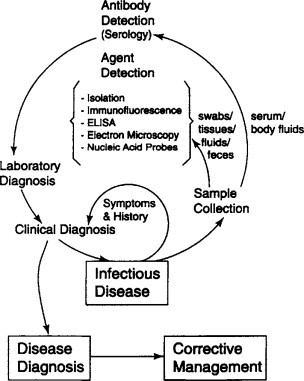 Diagnostic medicine: the challenge of differentiating infection from disease and making sense for the veterinary clinician.