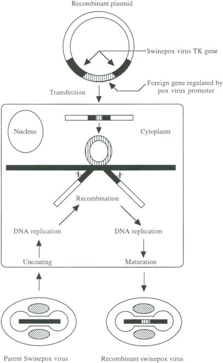 Swinepox virus as a vaccine vector for swine pathogens.