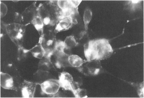 Swinepox virus as a vaccine vector for swine pathogens.