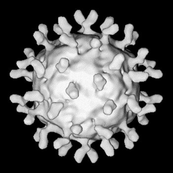 ICAM-1 receptors and cold viruses