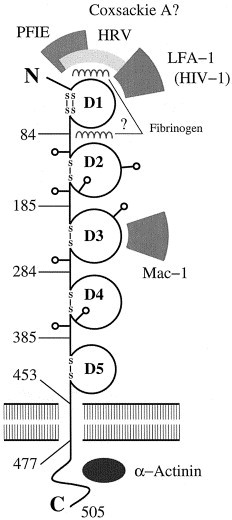 ICAM-1 receptors and cold viruses