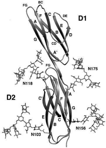 ICAM-1 receptors and cold viruses