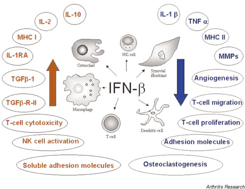 Interferon-beta for treatment of rheumatoid arthritis?