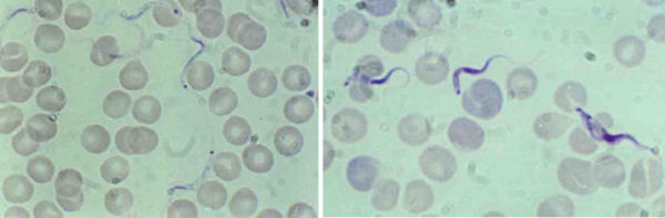 PCR identification of Trypanosoma lewisi, a common parasite of laboratory rats.