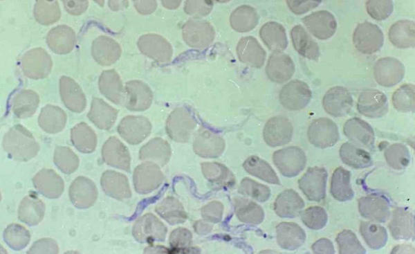 PCR identification of Trypanosoma lewisi, a common parasite of laboratory rats.