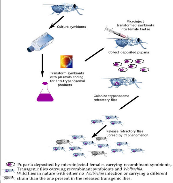 What can we hope to gain for trypanosomiasis control from molecular studies on tsetse biology ?