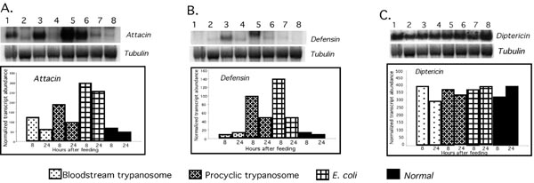 What can we hope to gain for trypanosomiasis control from molecular studies on tsetse biology ?