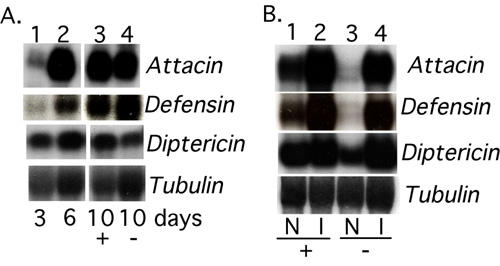 What can we hope to gain for trypanosomiasis control from molecular studies on tsetse biology ?