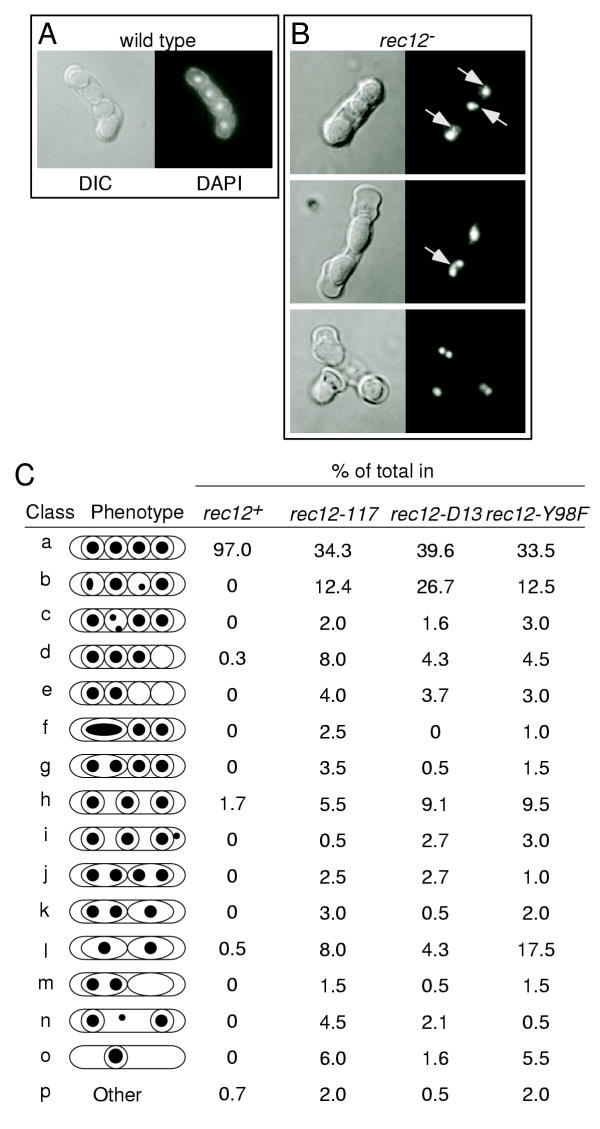 Distinct functions of S. pombe Rec12 (Spo11) protein and Rec12-dependent crossover recombination (chiasmata) in meiosis I; and a requirement for Rec12 in meiosis II.