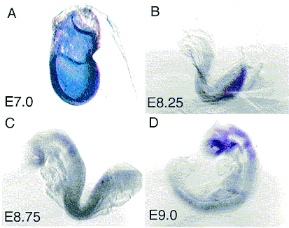 The varied roles of nuclear receptors during vertebrate embryonic development.