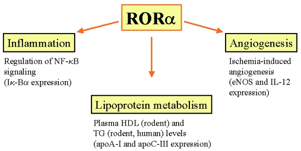 Potential roles of ROR-alpha in cardiovascular endocrinology.