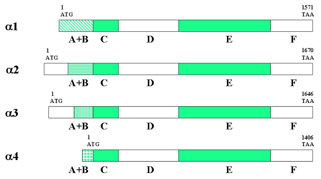 Potential roles of ROR-alpha in cardiovascular endocrinology.