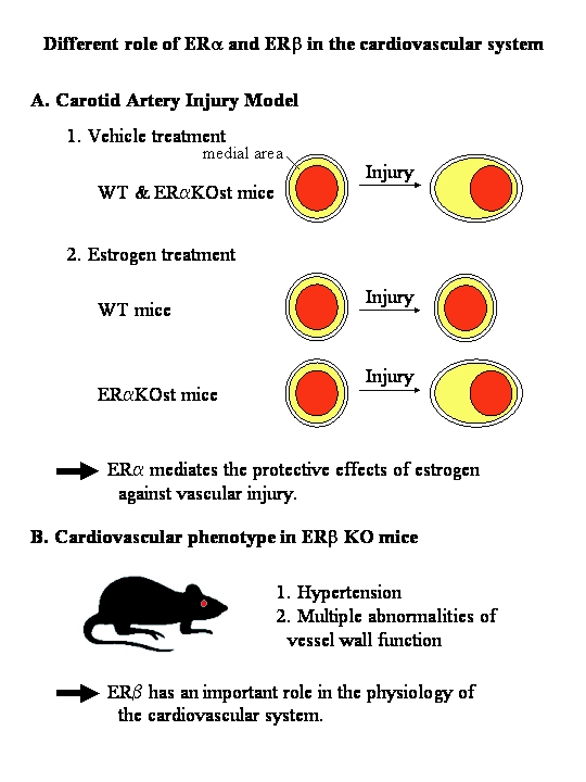 Cardiovascular roles of estrogen receptors: insights gained from knockout models.