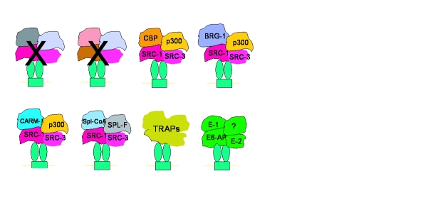 Sequentiality and processivity of nuclear receptor coregulators in regulation of target gene expression.