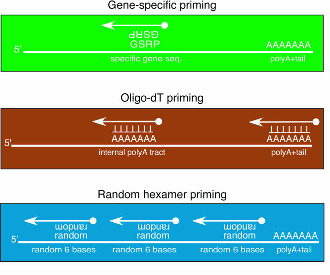 Quantitative real-time PCR protocol for analysis of nuclear receptor signaling pathways.