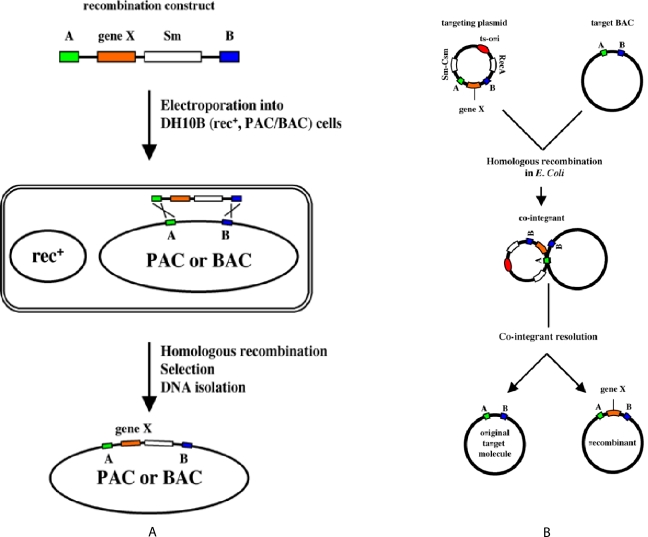 Expression and function profiling of orphan nuclear receptors using bacterial artificial chromosome (BAC) transgenesis.