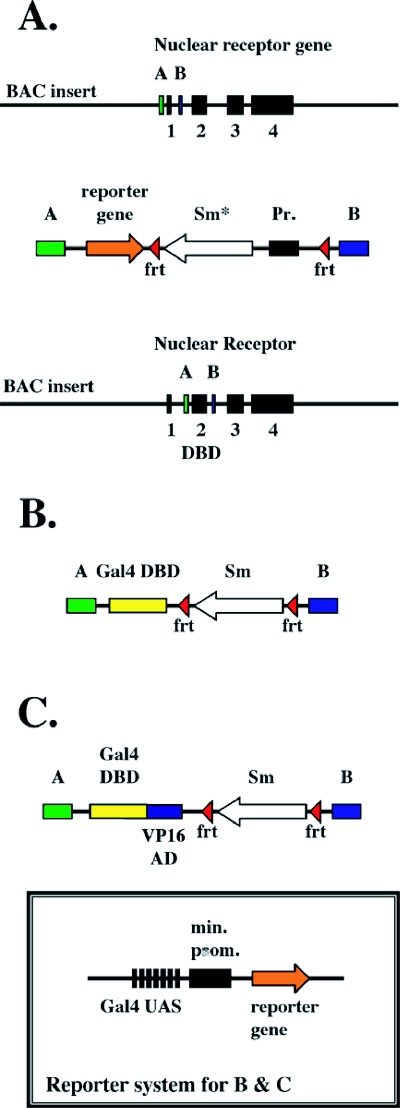 Expression and function profiling of orphan nuclear receptors using bacterial artificial chromosome (BAC) transgenesis.