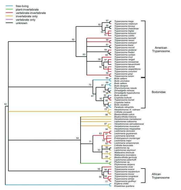 Molecular phylogenetics of Trypanosomatidae: contrasting results from 18S rRNA and protein phylogenies.