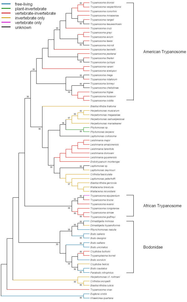 Molecular phylogenetics of Trypanosomatidae: contrasting results from 18S rRNA and protein phylogenies.