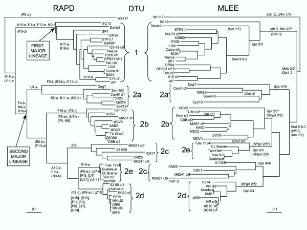 Genetic subdivisions within Trypanosoma cruzi (Discrete Typing Units) and their relevance for molecular epidemiology and experimental evolution.