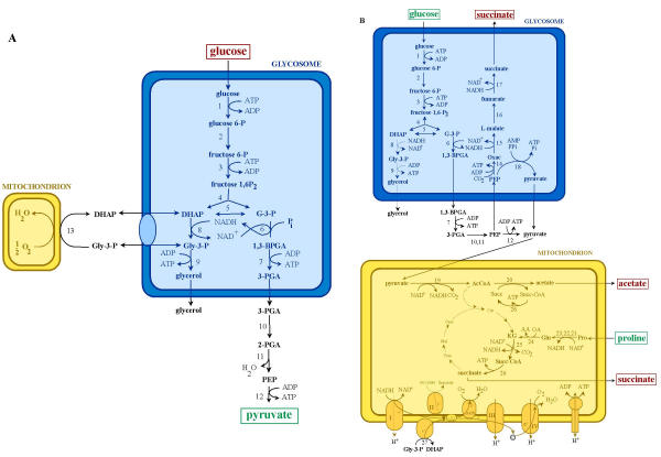 Evolution of energy metabolism and its compartmentation in Kinetoplastida.