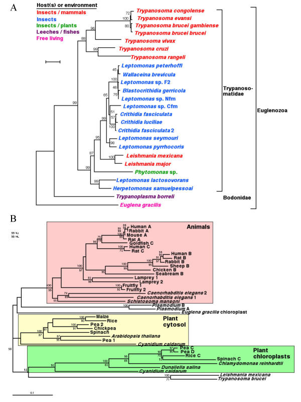 Evolution of energy metabolism and its compartmentation in Kinetoplastida.