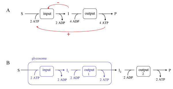 Evolution of energy metabolism and its compartmentation in Kinetoplastida.