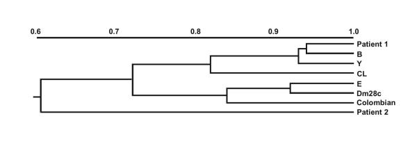 Chagas disease and HIV co-infection: genetic analyses of two Trypanosoma cruzi strains under experimental immunosuppression.