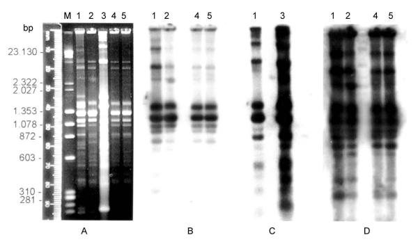 Chagas disease and HIV co-infection: genetic analyses of two Trypanosoma cruzi strains under experimental immunosuppression.