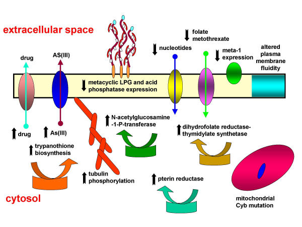 Physiological consequences of drug resistance in Leishmania and their relevance for chemotherapy.