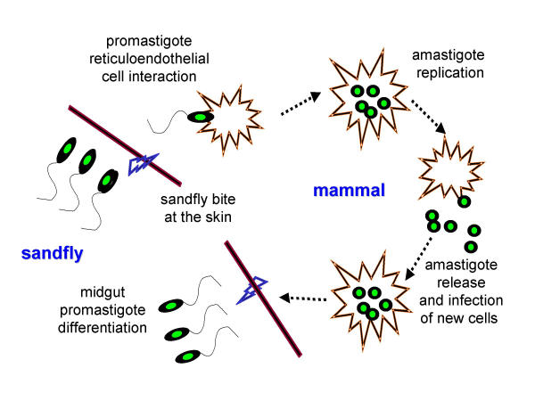 Physiological consequences of drug resistance in Leishmania and their relevance for chemotherapy.