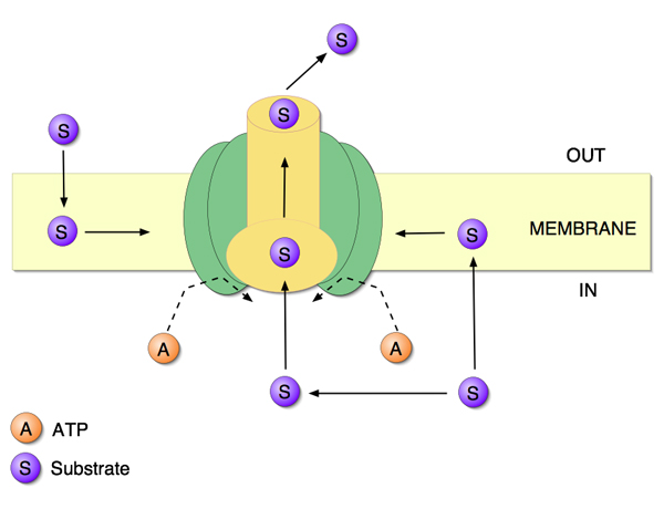 Ivermectin: does P-glycoprotein play a role in neurotoxicity?