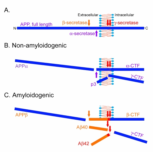 Linking lipids, Alzheimer's and LXRs?