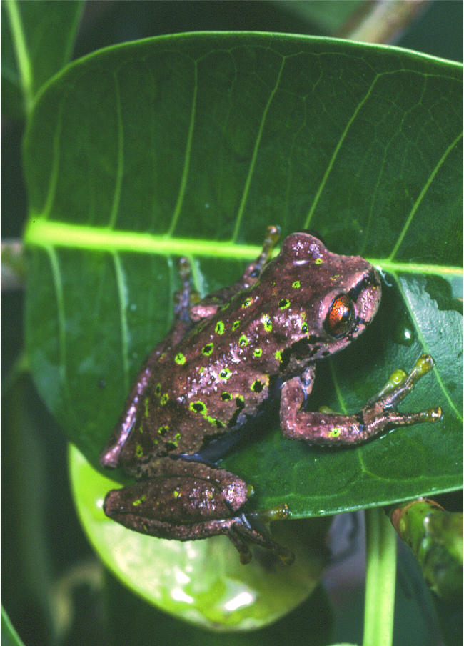 The conservation status of the herpetofauna of Honduras.