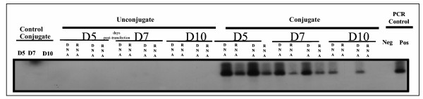 <i>In vivo</i> gene targeting of IL-3 into immature hematopoietic cells through CD117 receptor mediated antibody gene delivery.