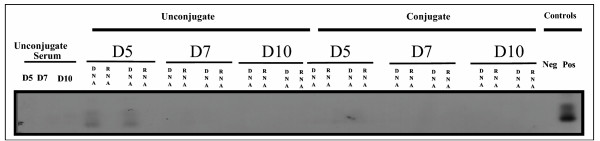 <i>In vivo</i> gene targeting of IL-3 into immature hematopoietic cells through CD117 receptor mediated antibody gene delivery.