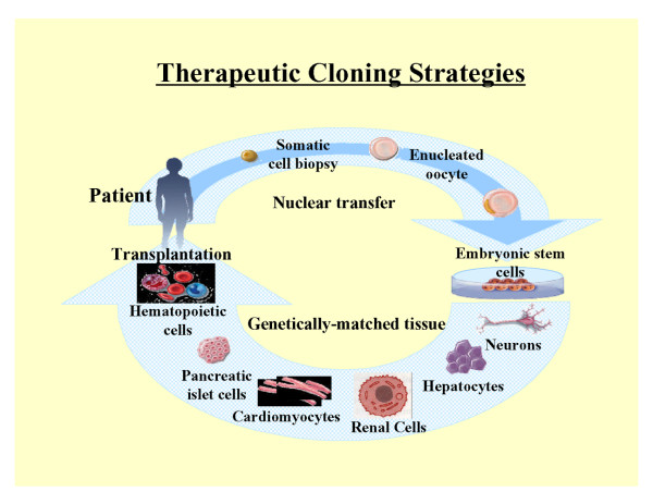 Tissue engineering, stem cells, cloning, and parthenogenesis: new paradigms for therapy.