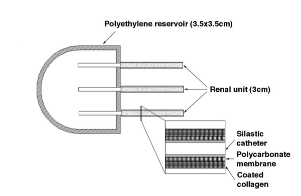 Tissue engineering, stem cells, cloning, and parthenogenesis: new paradigms for therapy.