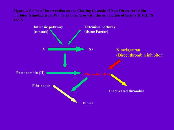 Anticoagulation for non-valvular atrial aibrillation - towards a new beginning with ximelagatran.