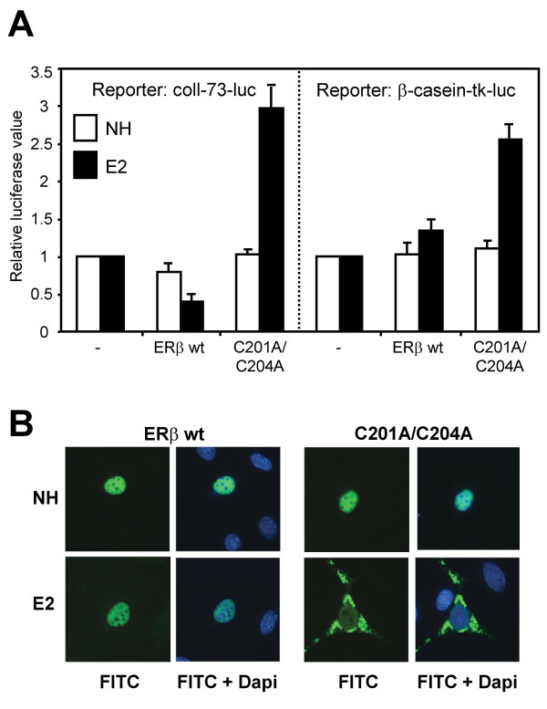 Estrogen receptor-dependent activation of AP-1 via non-genomic signalling.