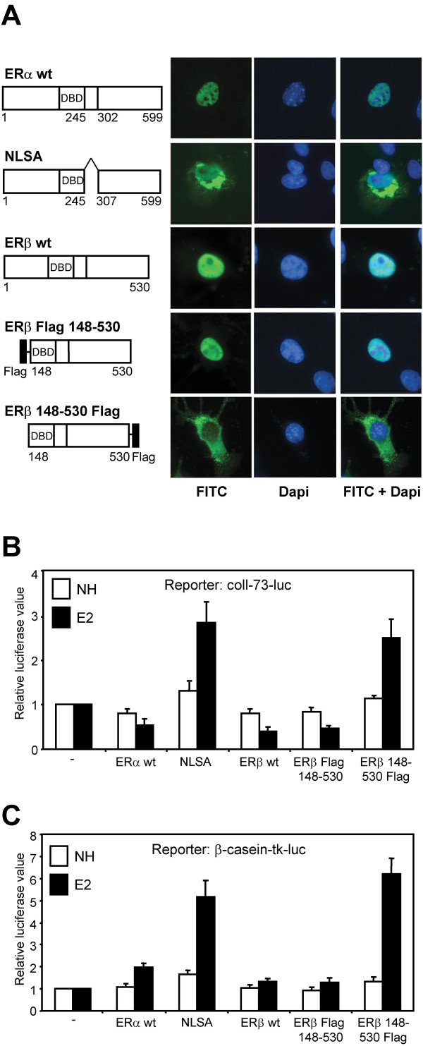 Estrogen receptor-dependent activation of AP-1 via non-genomic signalling.