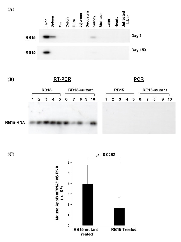 The recombinant adeno-associated virus vector (rAAV2)-mediated apolipoprotein B mRNA-specific hammerhead ribozyme: a self-complementary AAV2 vector improves the gene expression.