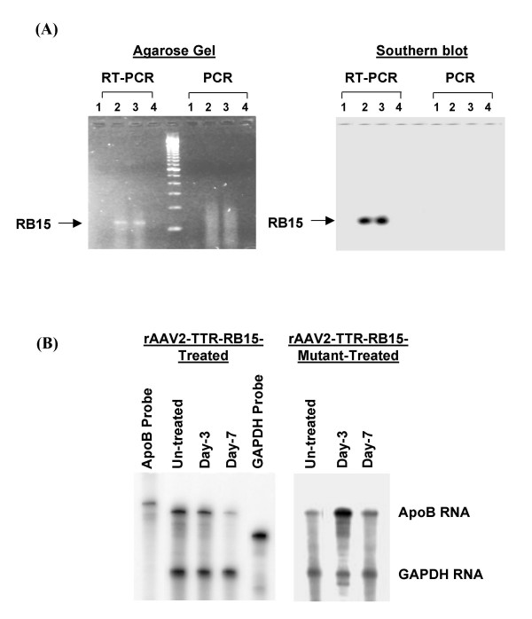 The recombinant adeno-associated virus vector (rAAV2)-mediated apolipoprotein B mRNA-specific hammerhead ribozyme: a self-complementary AAV2 vector improves the gene expression.