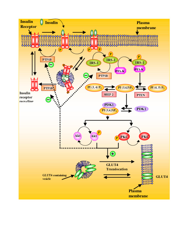 A steady state analysis indicates that negative feedback regulation of PTP1B by Akt elicits bistability in insulin-stimulated GLUT4 translocation.