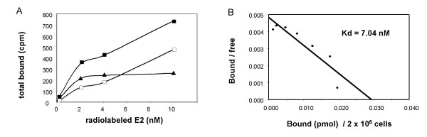 Binding of estrogen receptor with estrogen conjugated to bovine serum albumin (BSA).