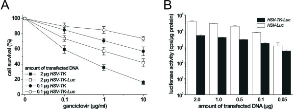 A dual function fusion protein of Herpes simplex virus type 1 thymidine kinase and firefly luciferase for noninvasive in vivo imaging of gene therapy in malignant glioma.