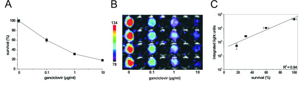 A dual function fusion protein of Herpes simplex virus type 1 thymidine kinase and firefly luciferase for noninvasive in vivo imaging of gene therapy in malignant glioma.